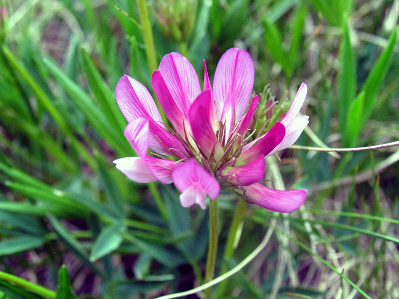 Trifolium alpinum / Trifoglio alpino